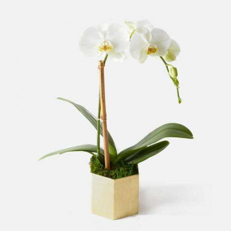 UrbanStems Madonas orhideju augs uz gaiši pelēka fona