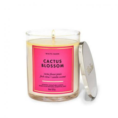 The Bath & Body Works White Barn Cactus Blossom Single Wick žvakė baltame fone