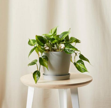 Philodendron-Brasil Plante verte en pot gris sur tabouret boisé avec pieds blancs sur fond beige 